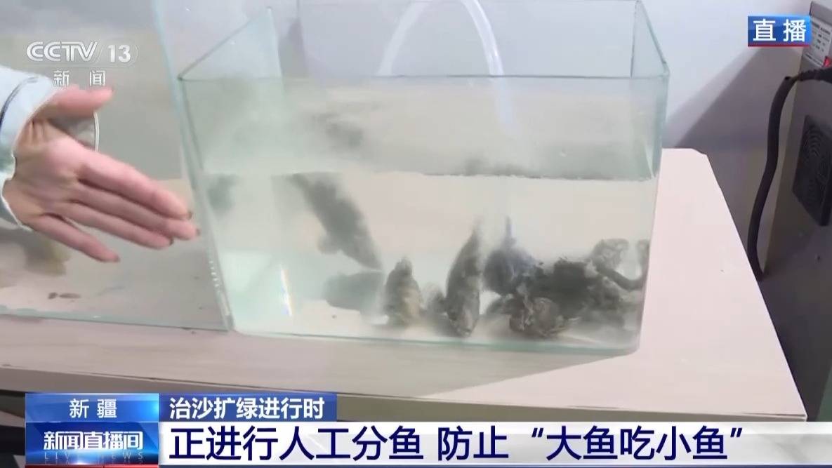 视频丨沙漠里如何养海鲜?解锁塔克拉玛干沙漠的水产养殖密码 视频丨沙漠里如何养海鲜?解锁塔克拉玛干沙漠的水产养殖密码