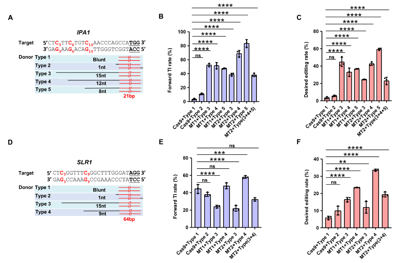 对话北大农研院张华伟：基因编辑工具就像光刻机，如果被“卡脖子”，什么也做不了