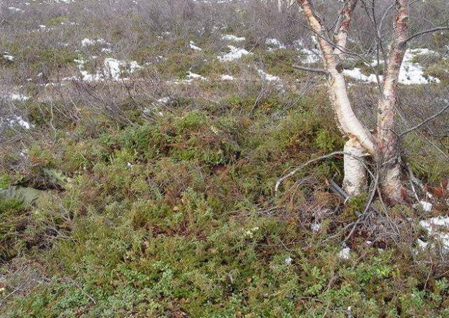 全球最厉害的狙击手伪装术，5张图38秒内全找到，你天赋不一般