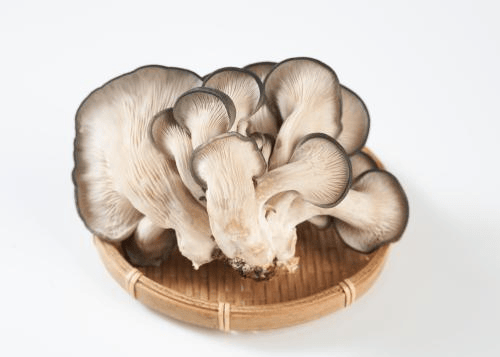 平菇如何种植，平菇的正确种植方法