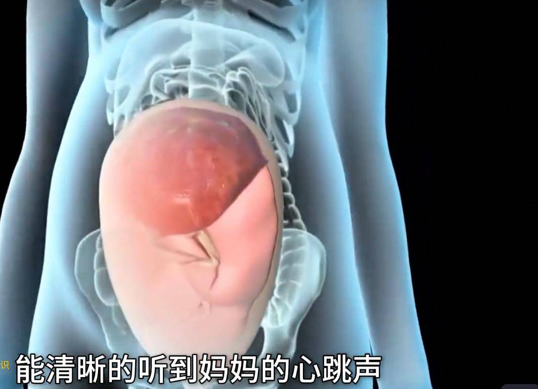 胎儿在母体内发育的全过程是如何的?感恩伟大的妈妈