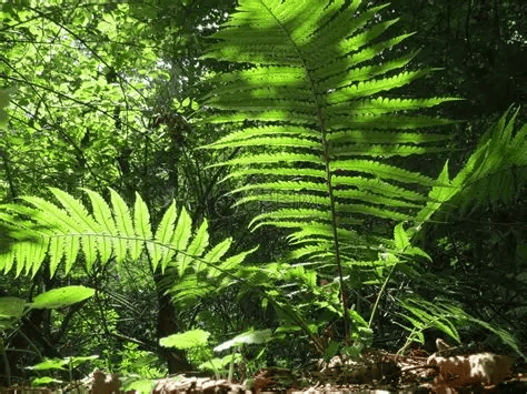 沉默的绿色先驱：蕨类植物的亿万年演化史诗