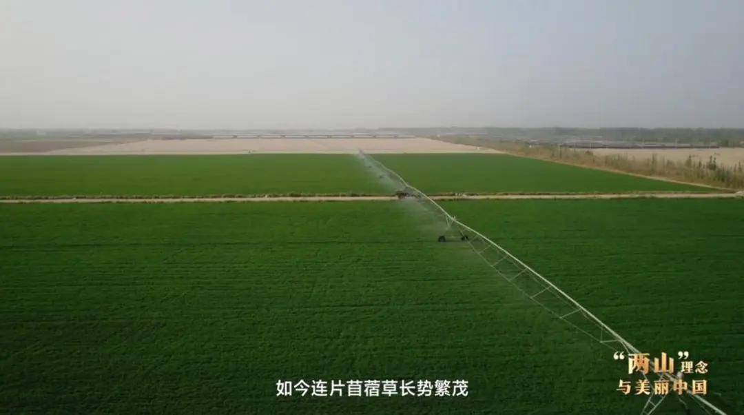 “两山”理念与美丽中国丨塔克拉玛干边缘,种出万亩“致富草”
