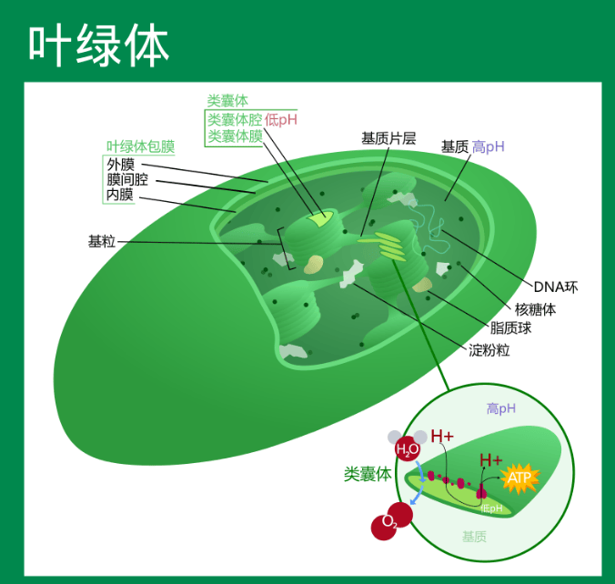 叶绿体：光合作用的细胞器结构与功能