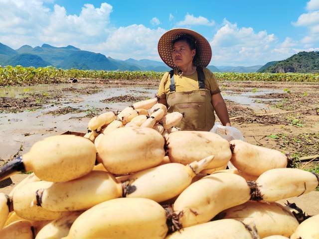 云南丘北八道哨乡：千亩莲藕喜丰收