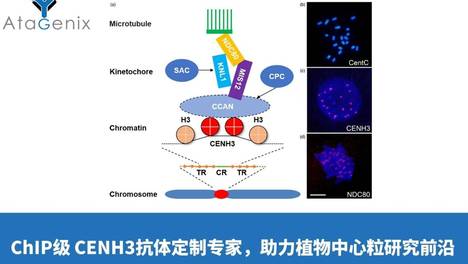 ChIP级 CENH3抗体定制专家，助力植物中心粒研究前沿