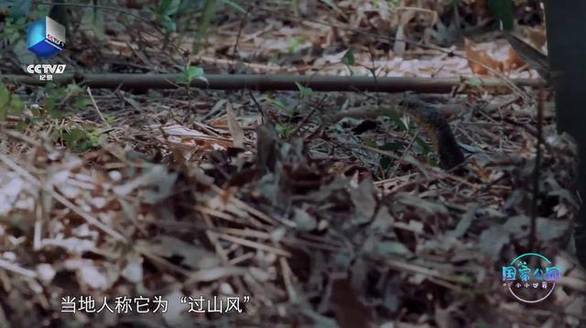 猫咪真的很可爱 最新版