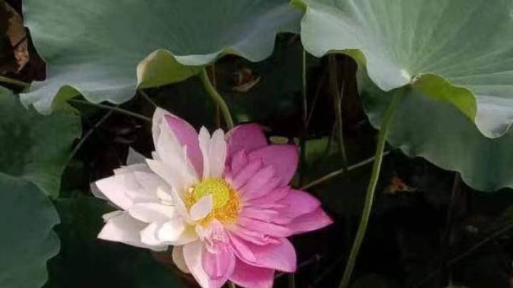 福建一大学罕见双色荷花疑被情侣摘走,有必要找出当事人进行处罚吗?