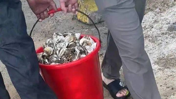 台风过后,深圳海滩惊现大量贝类海鲜,你捡到了吗?