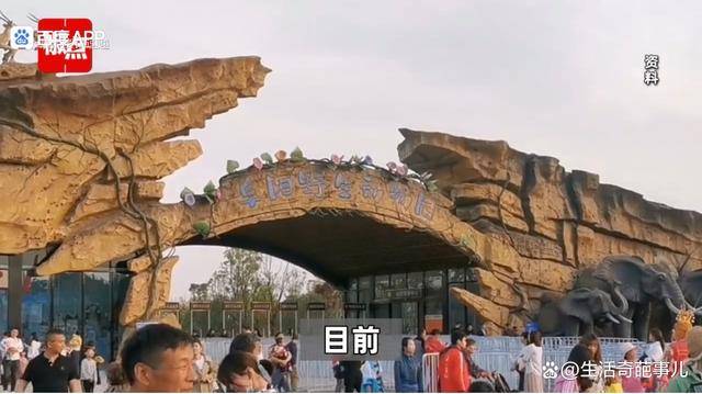 原创 安徽一动物园20只东北虎集体死亡?还包括2只非洲狮到底怎么回事-安徽动物园老虎