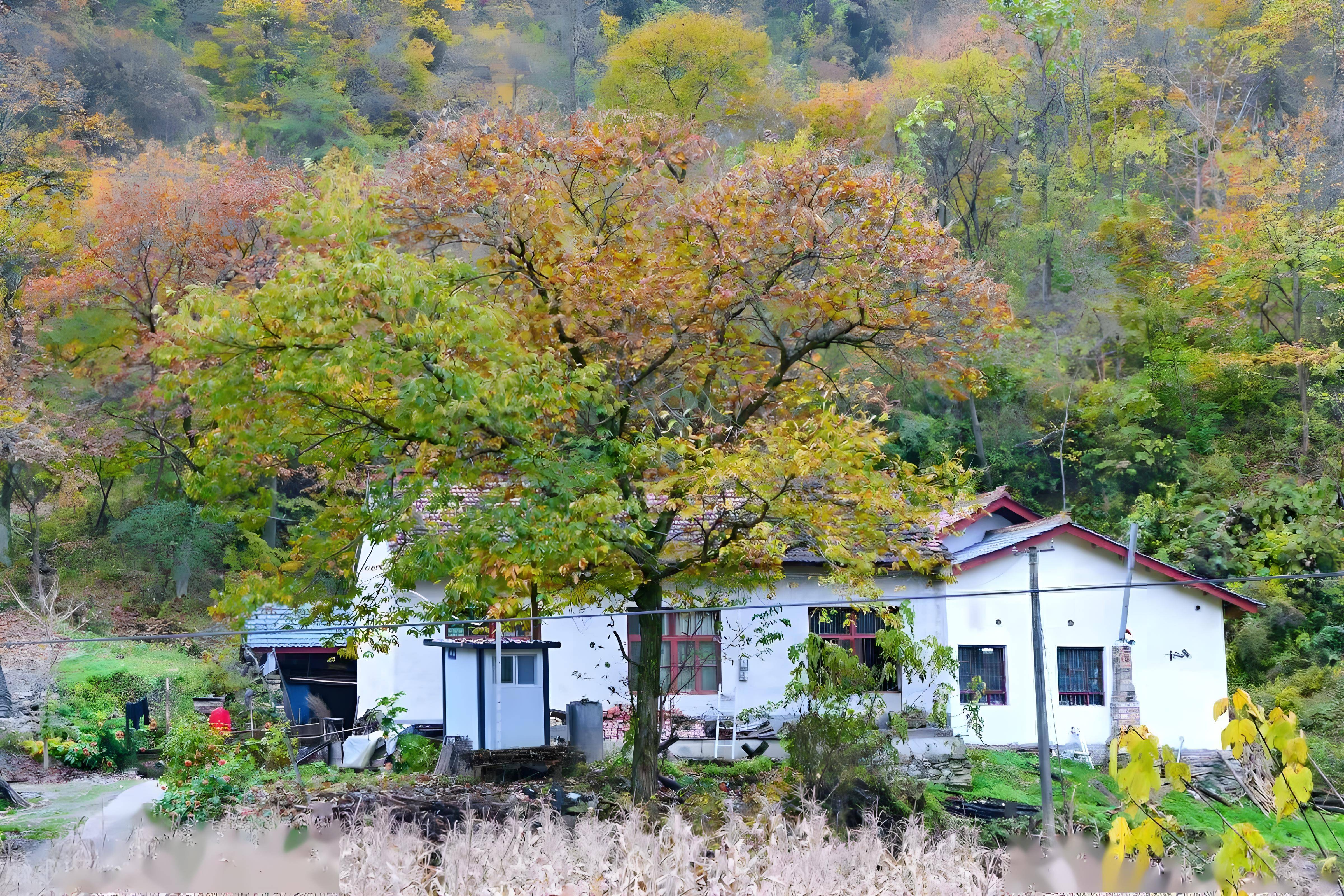 茶艺姑娘秦岭终南山租个破旧院子找了500茶友出资共建成了共享茶房泛亚电竞(图1)