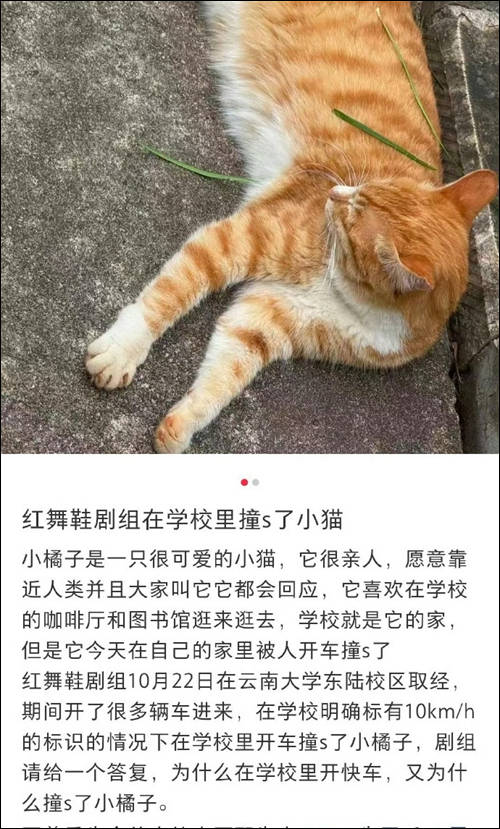 剧组高校内开车撞死流浪猫，校方责任跑不了