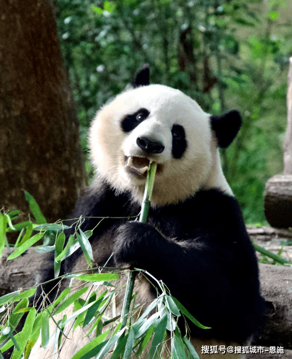 和朋友去四川成都报旅游团五天价格多少钱四川5天4晚旅游攻略省钱篇Binance Casino - 领先的数字货币娱乐场，安全稳定，极速存取