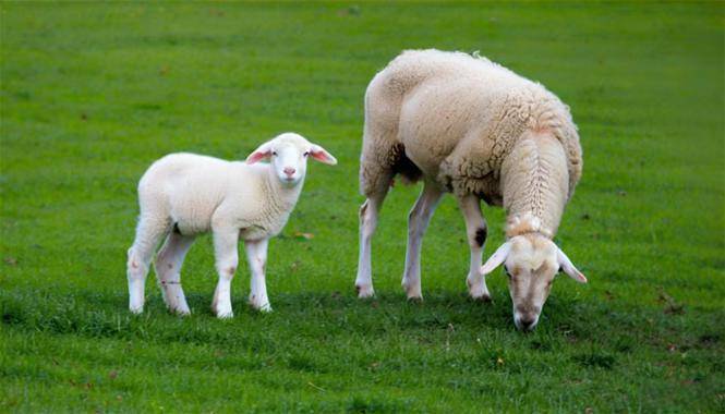 羊哺乳期喂什么饲料，母羊饲料自制配方