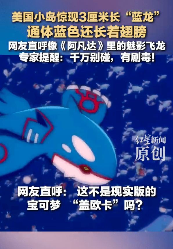 美国一小岛现大量蓝色奇异生物！像极了《阿凡达》里的魅影飞龙