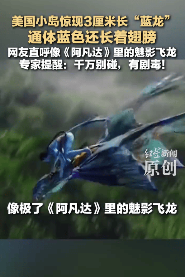 美国一小岛现大量蓝色奇异生物！像极了《阿凡达》里的魅影飞龙