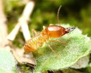 2026尊龙凯时- 尊龙凯时官方网站- APP下载年湘潭别墅白蚁防治揭秘：选对预