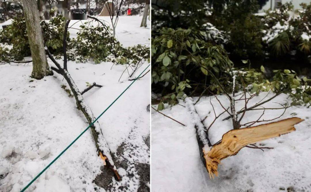 积雪压断树木砸伤路人，责任谁来承担？