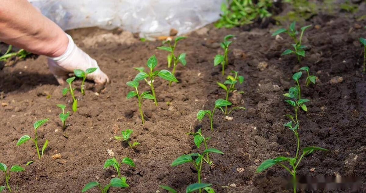 多米体育2月下旬到3月份适合种植哪些蔬菜？需要注意什么？这些蔬菜别错过(图5)