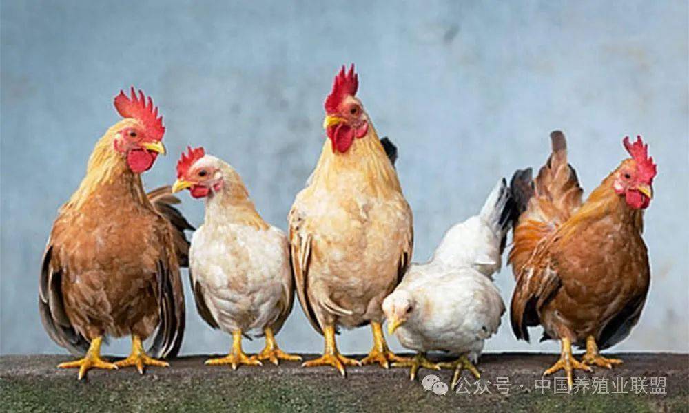 家禽行业深度分析及发展策略研究报告