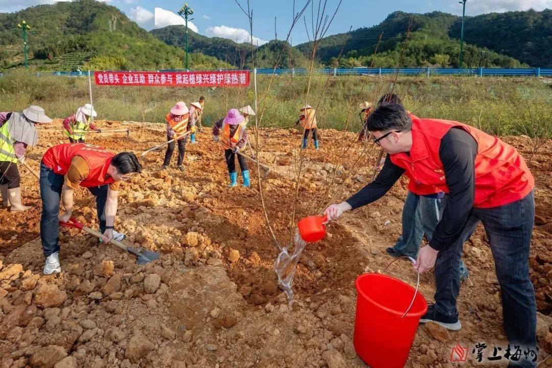 6t体育干群凝心聚“绿”梅州各地掀起植树造林热潮！(图1)