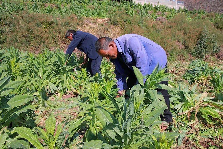 羊肚菌、枇杷 “抢鲜”上市！大理各地早春果蔬尝鲜正当时(图6)