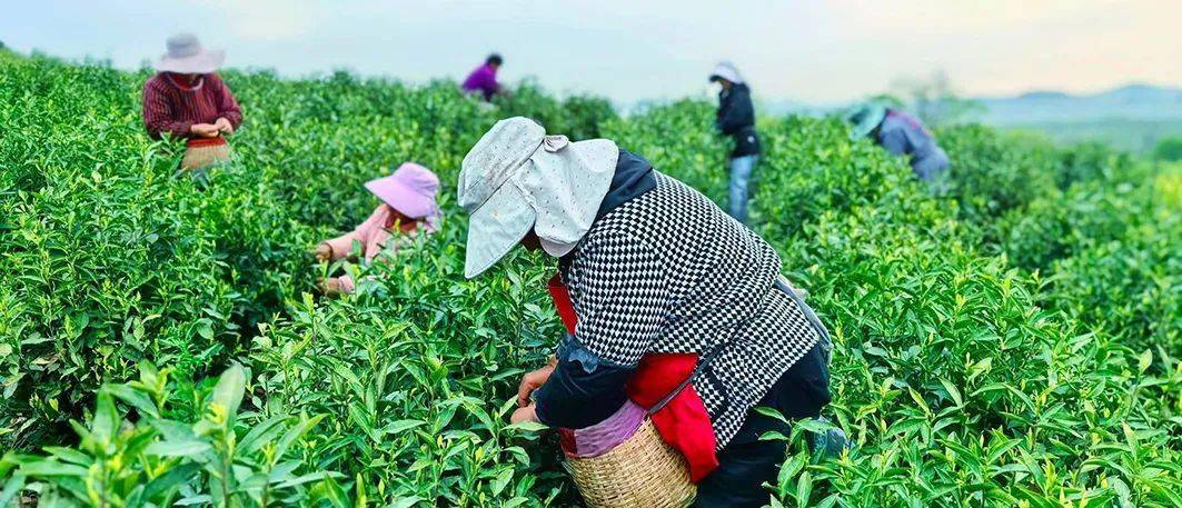 【会员动态】振兴路上丨常州溧阳：一片茶叶的旅程