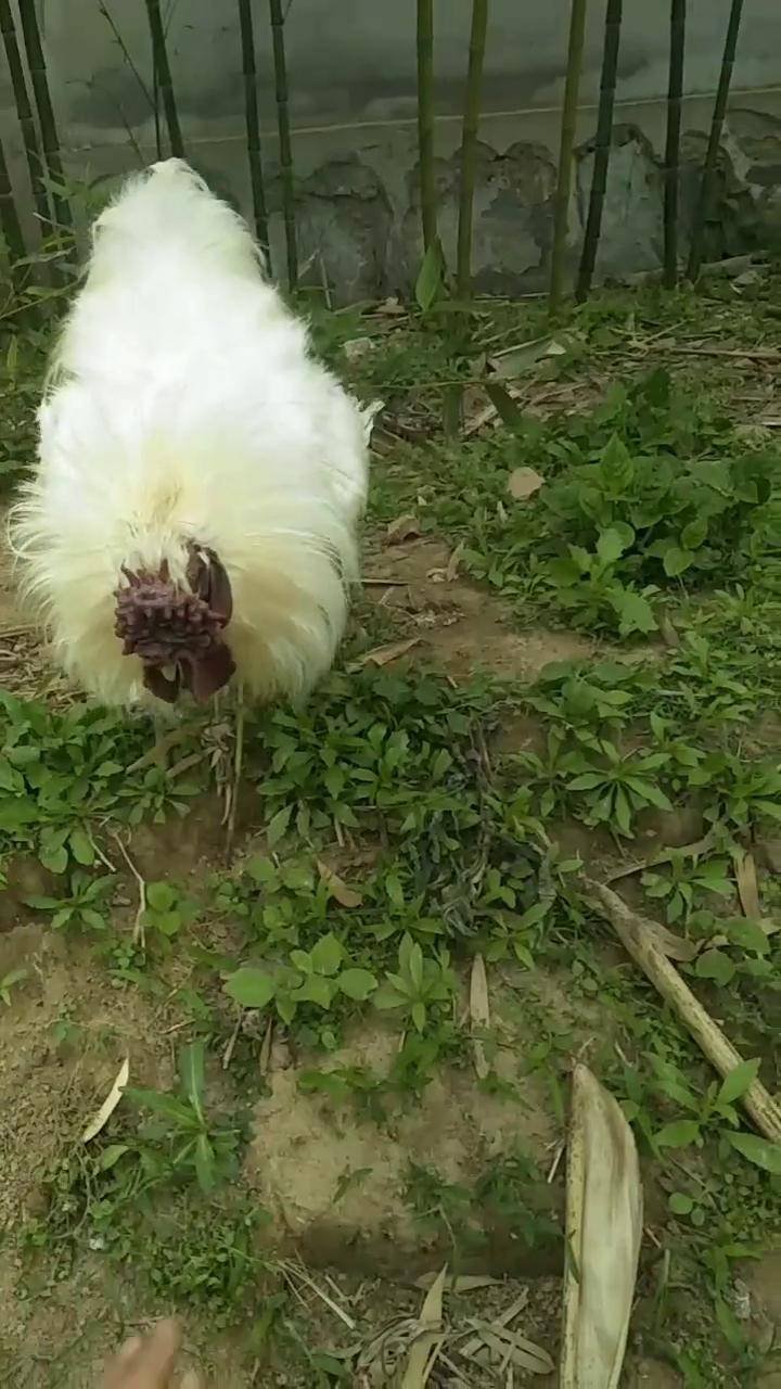 双冠白羽鸡，憨厚的很