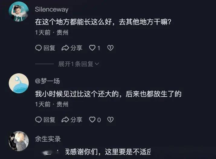 重庆男子发现巨型大鲵，31.5斤！当事人：这么大的娃娃鱼很少见