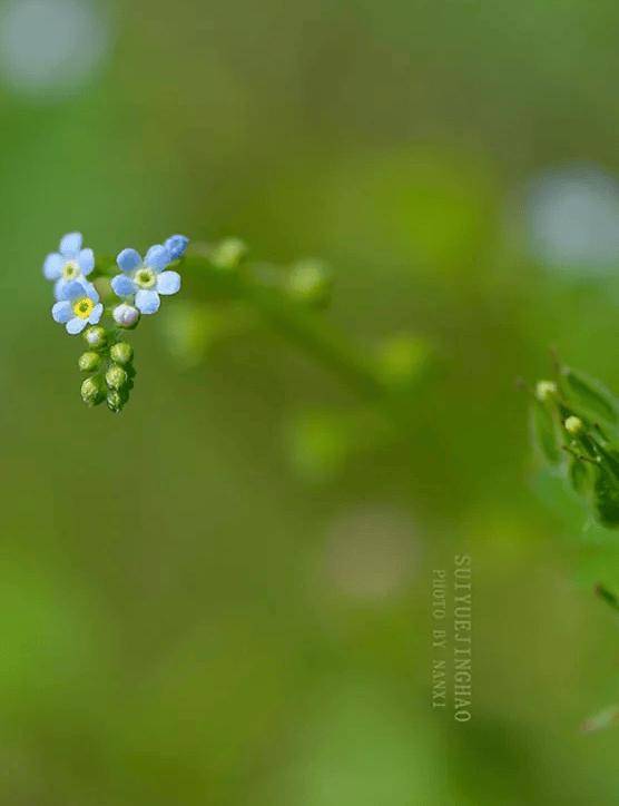 爱济南🌸新澳精准资料免费提供🌸|全民营养周 | “奶豆添营养，少油更健康”之你了解大豆吗？  第4张