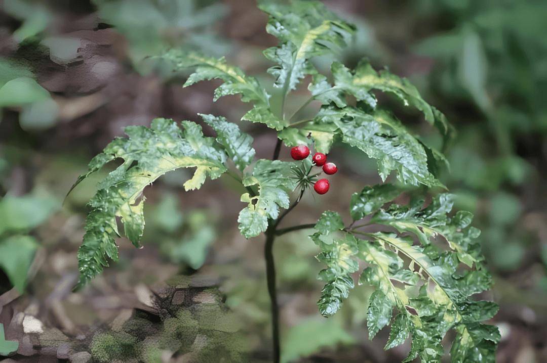 必赢app283种重点保护野生植物你知道哪几种？(图2)