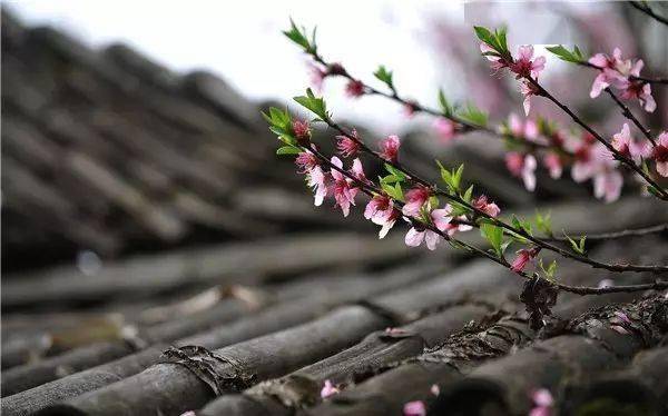 PG电子入口植物风水学知识园林景观人必知(图10)