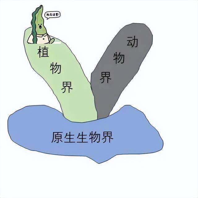 按照海克尔的分类系统,海带在原生生物界虚晃一枪,又回到了植物界 图片