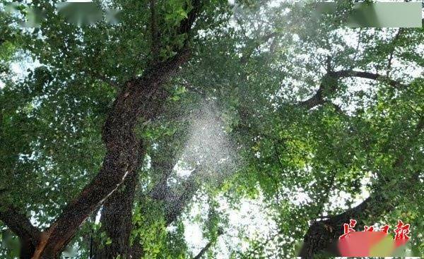 装上“淋浴”每天“冲凉”，540余岁“汉阳树”被悉心照料