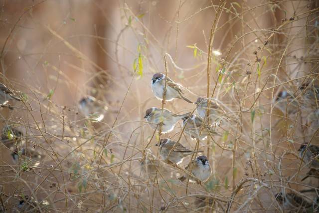 IFFHS年度最佳年轻球员候选：亚马尔、居莱尔在列