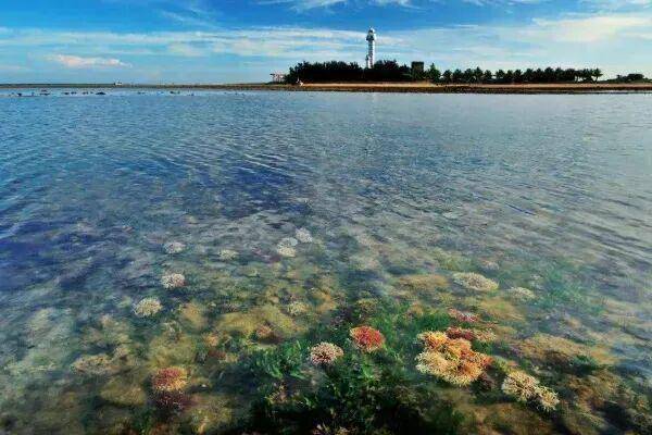 它们被称为“海洋的生命引擎”，但90%可能会在2050年彻底消失