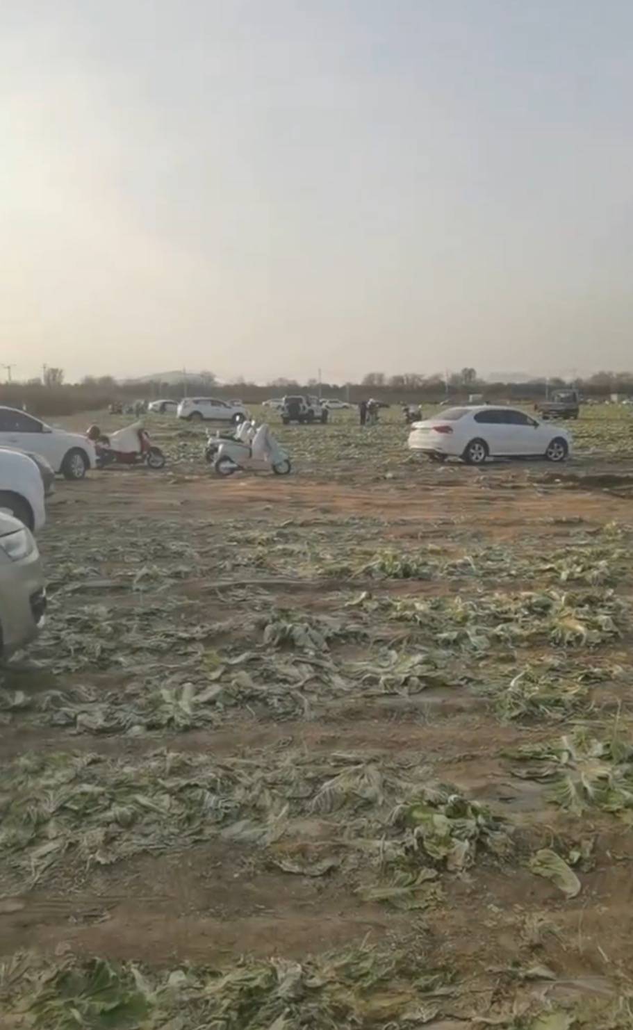 数百人在内蒙古一菜地“免费摘白菜”,菜农损失近百万,知情人:有少数人还钱菜农没收