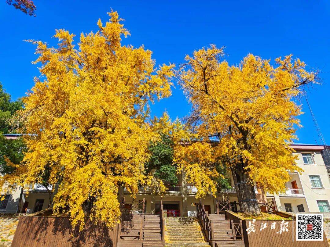 相伴1300余年，武汉“老两口”又变金了