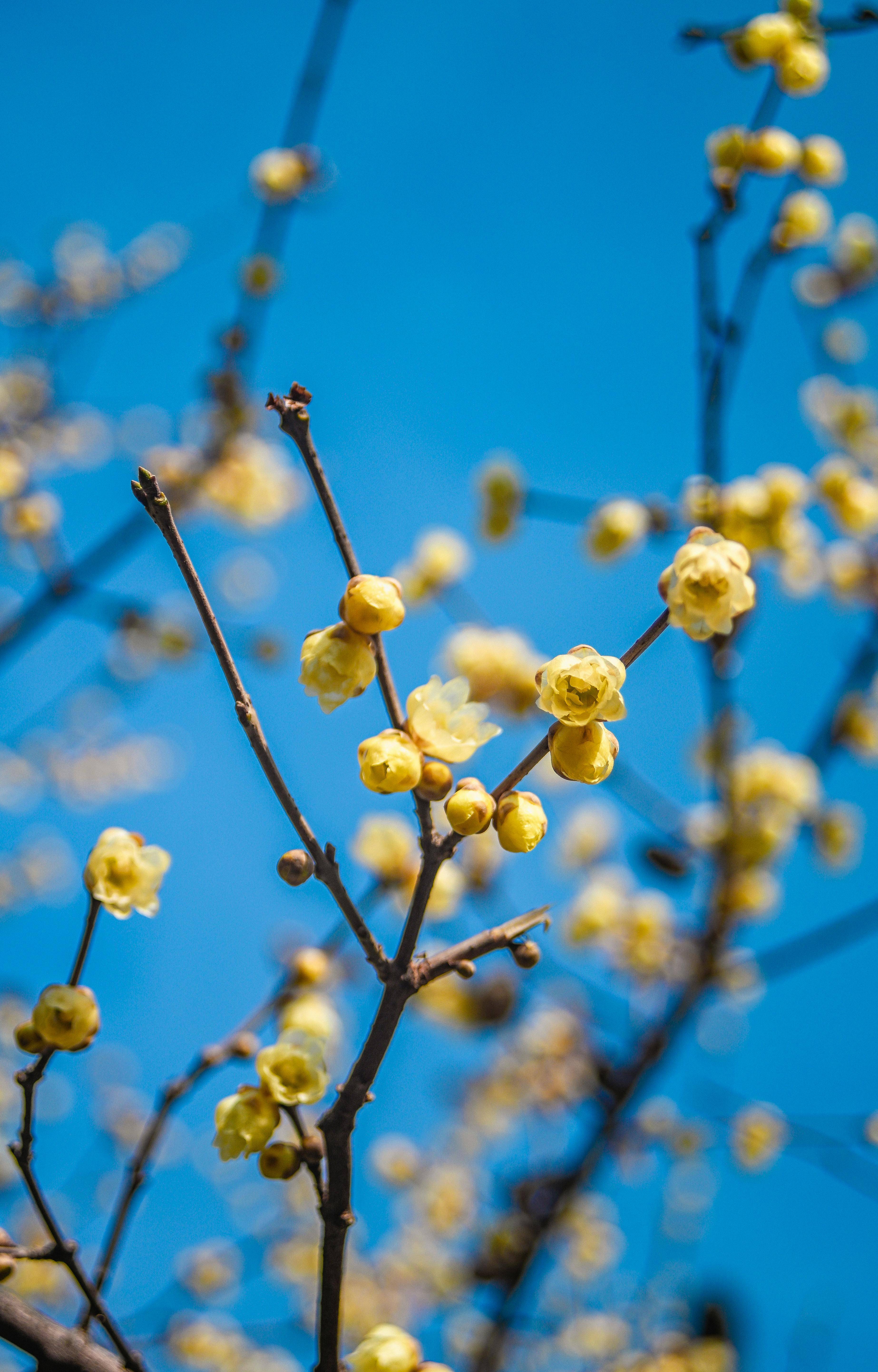 风寒感冒颗粒到底怎么用才有效？症状辨别+正确用法全揭秘！