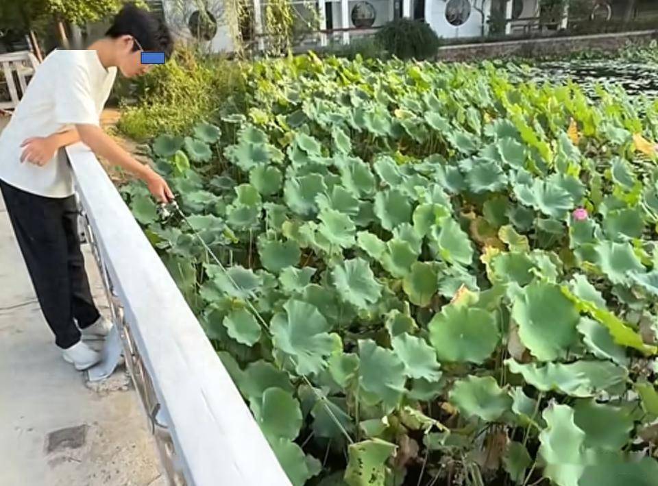 郑州一公园出现外来鱼类“太阳鱼”，垂钓者1小时钓数条