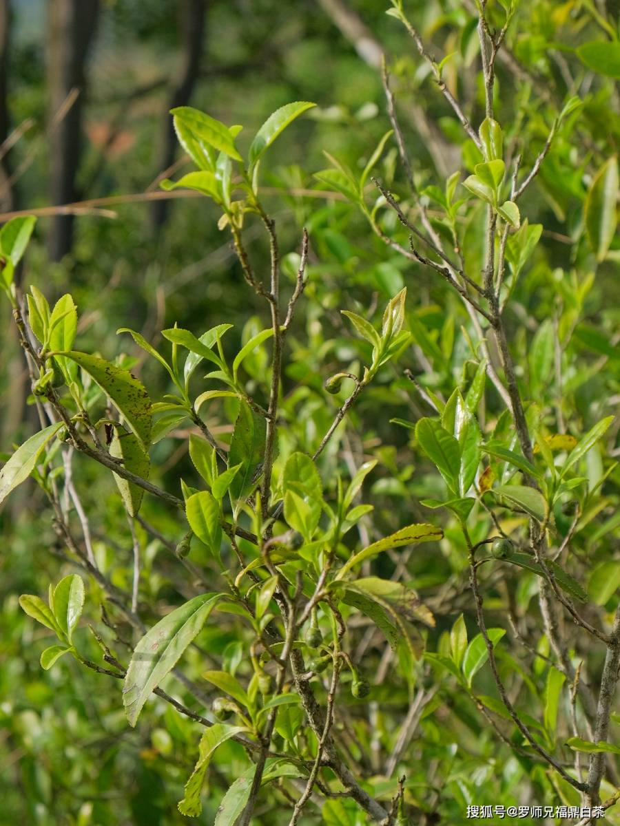 大山深处的百年荒野老枞茶树