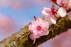 到手6000元却要还13000元？“零首付”