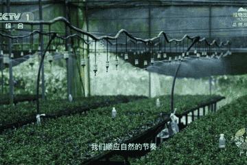 一年关802家加盟店 诱导消费、增长放缓的植