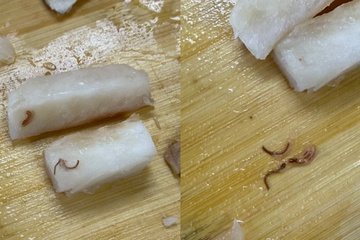 山姆所售鳕鱼片惊现血色异物疑似寄生虫 回应称