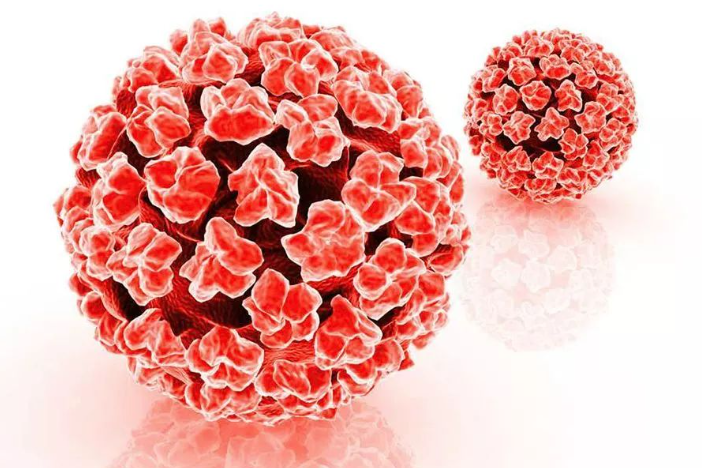 hpv即人乳头瘤状病毒,是一种双链环状dna病毒,根据其致癌性分为高危型