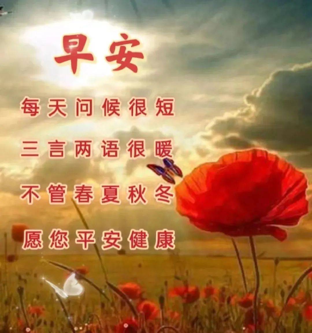 8张特别漂亮冬日风景早上好祝福鲜花图片精选 免打字聊天的早安问候