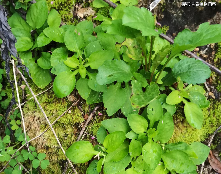 植物_野菜_農村