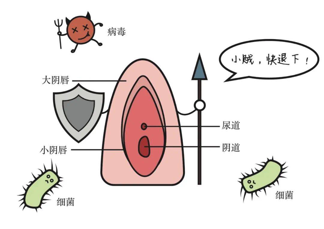 女性的外阴处大小阴唇天然闭合,就像两扇守护大门