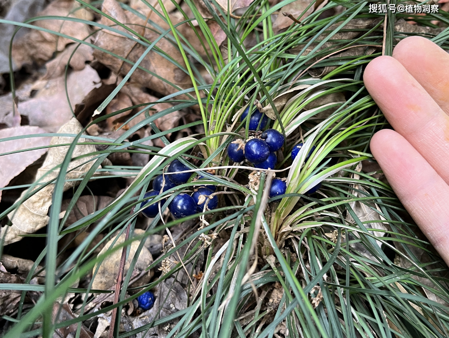 麥冬,又稱禹韭,麥門冬,有4大作用,價值極高,農民朋友!