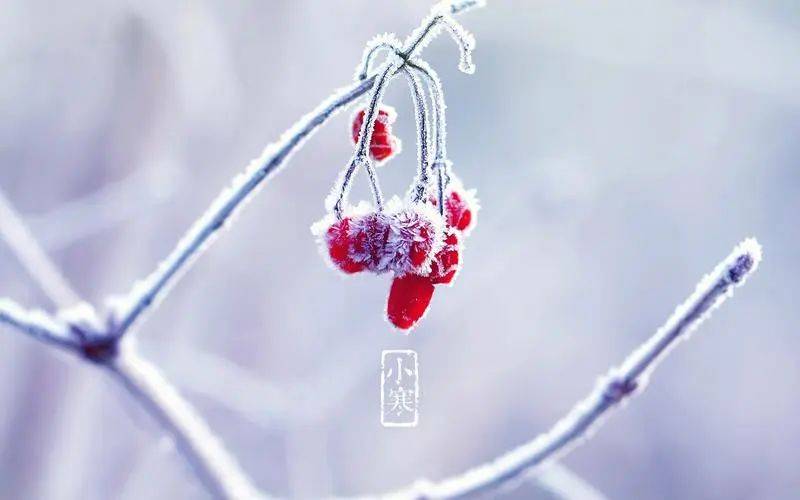 水仙花_時節_花朵